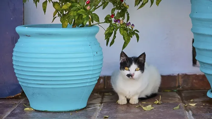Framed Print : Black and white cat sitting between two blue flower pots on floor tiles