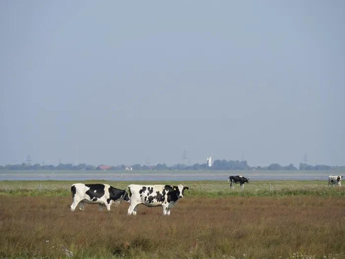 Framed Print : Several black and white cows grazing on a pasture under a blue sky