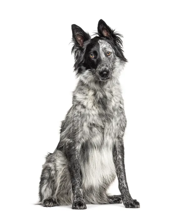 Framed Print : Black and white crossbreed dog Framed Print : Black and white crossbreed dog