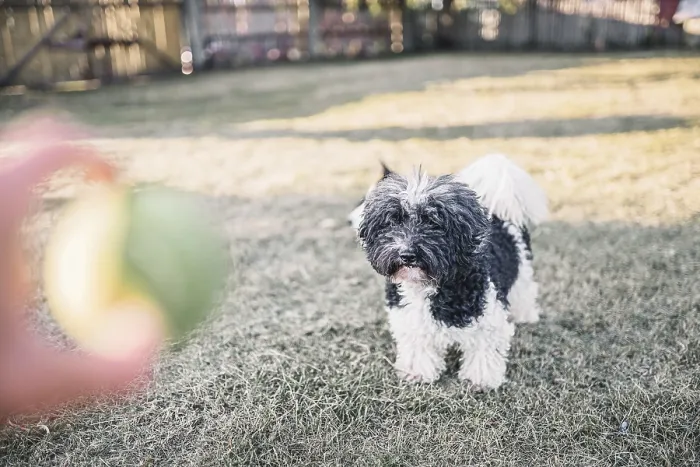 Framed Print : A black and white dog eyes a green ball as someone holds it