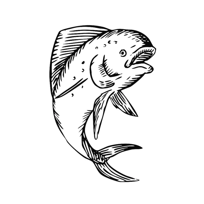 Framed Print : Black and White Etching engraving handmade style illustration of a mahi-mahi Framed Print : Black and White Etching engraving handmade style illustration of a mahi-mahi
