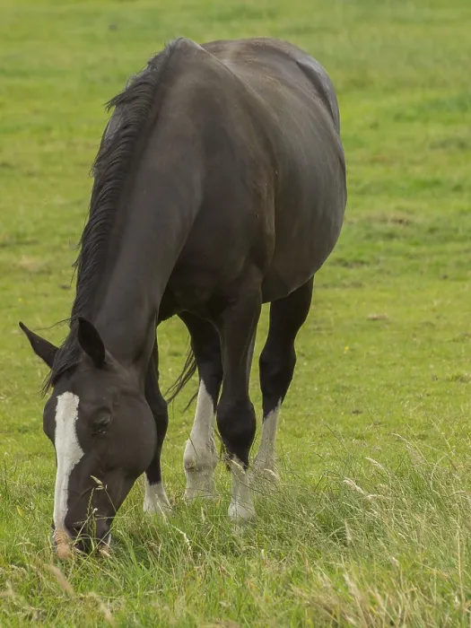 Framed Print : Black and white horse grazing on a green pasture