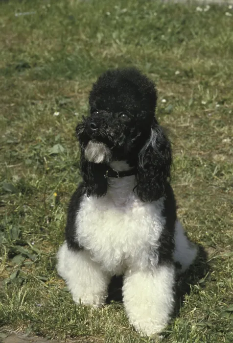 Framed Print : Black and White Miniature Poodle Dog