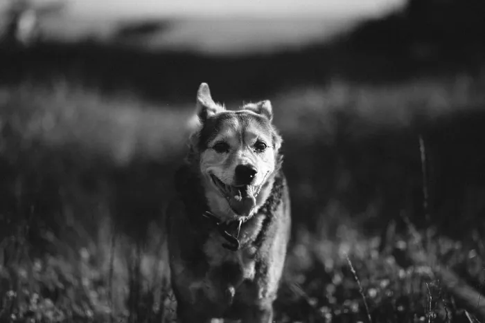 Framed Print : Black and white photo of a happy mongrel dog walking in the meadow Framed Print : Black and white photo of a happy mongrel dog walking in the meadow