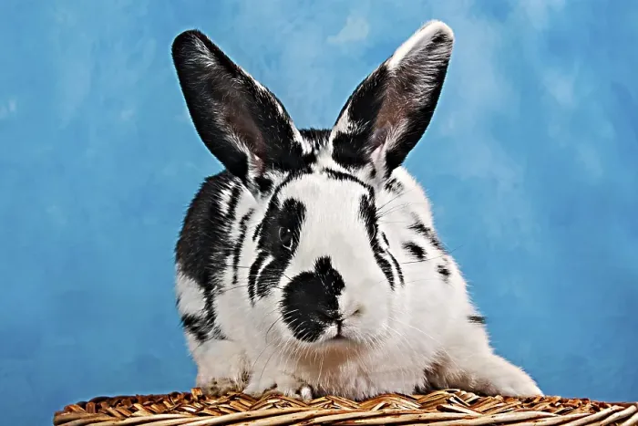 Framed Print : Black and white pinto rabbit