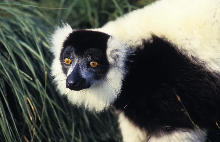 Framed Print : Black and White Ruffed Lemur (varecia variegata) variegata
