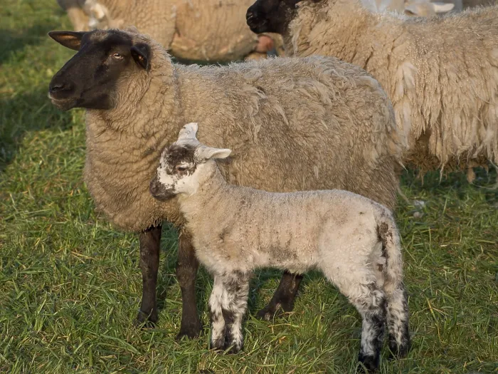 Framed Print : A black and white sheep standing with a lamb on a green pasture