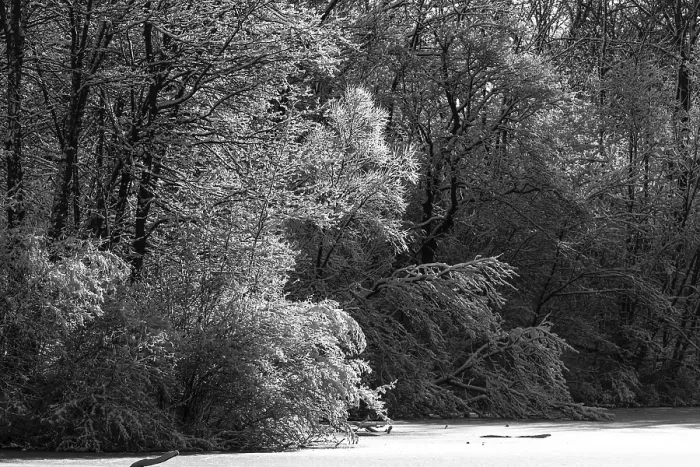 Framed Print : Black and white snowy forest with dense trees creating a high contrast scene in London