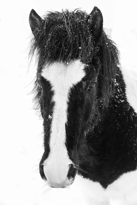 Framed Print : Black and white spotted Icelandic horse (Equuus ferus caballus)