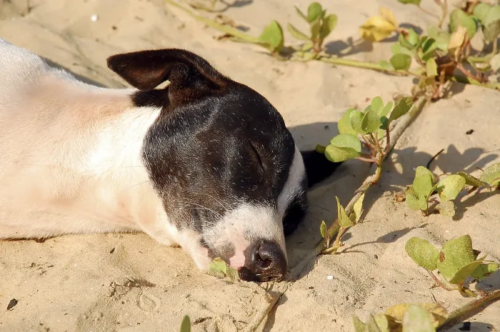 Framed Print : Black and white stray dog is sleeping on the sand beach in Goa
