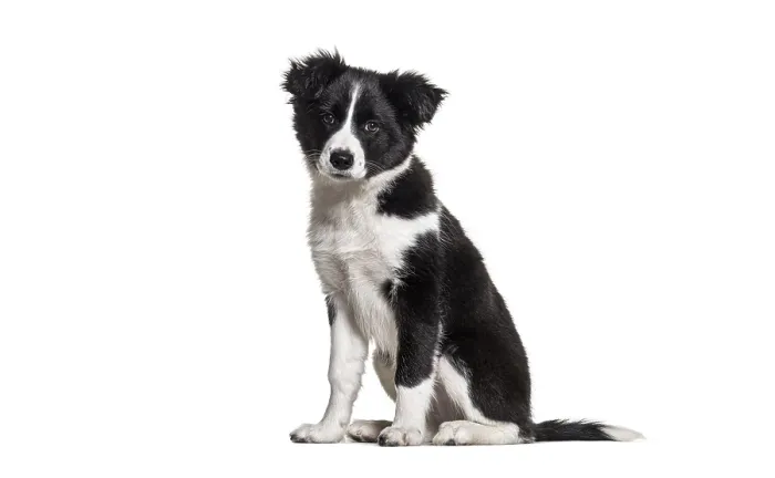 Framed Print : Black and white young dog sitting on a white background
