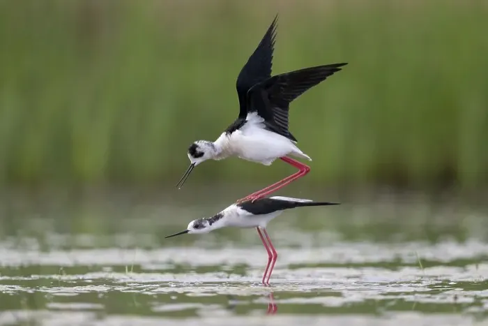 Framed Print : Black-winged Black-winged Stilt (Himantopus himantopus)