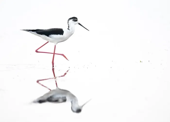 Framed Print : A black-winged Black-winged Stilt (Himantopus himantopus) walks elegantly in the water