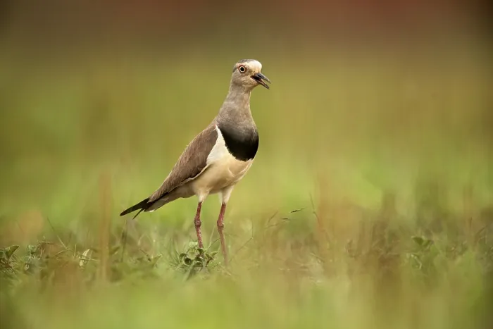 Framed Print : Black-winged Lapwing (Vanellus melanopterus) calling