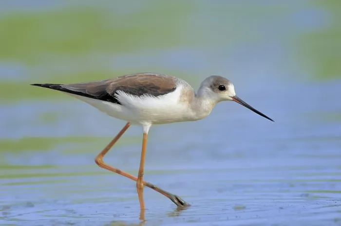 Framed Print : Black-winged Stilt, Common Stilt or Pied Stilt (Himantopus himantopus)