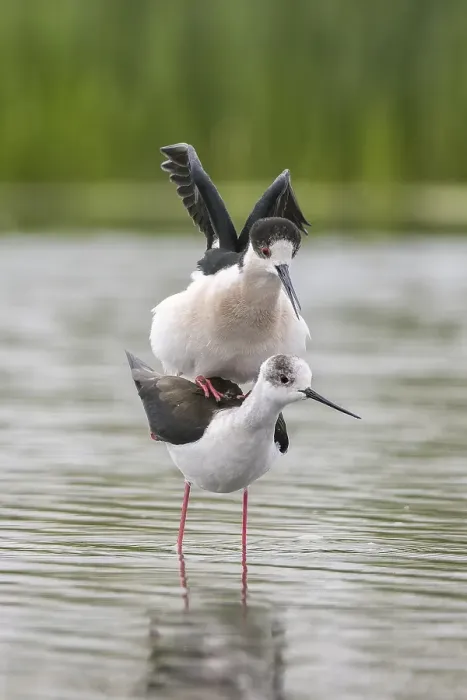 Framed Print : Black-winged Stilt (Himantopus himantopus) Framed Print : Black-winged Stilt (Himantopus himantopus)