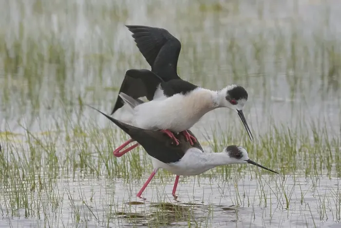 Framed Print : Black-winged Stilt (Himantopus himantopus)