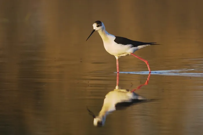 Framed Print : Black-winged Stilt (Himantopus himantopus)