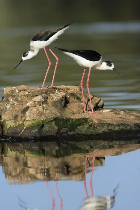 Framed Print : Black-winged Stilt (Himantopus himantopus) Framed Print : Black-winged Stilt (Himantopus himantopus)
