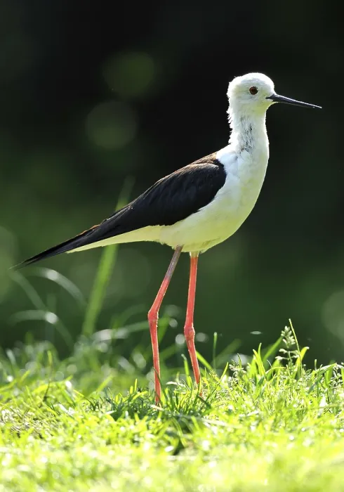 Framed Print : Black-winged Stilt (Himantopus himantopus) Framed Print : Black-winged Stilt (Himantopus himantopus)