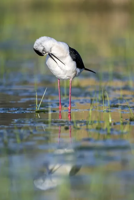 Framed Print : Black-winged Stilt (Himantopus himantopus) Framed Print : Black-winged Stilt (Himantopus himantopus)