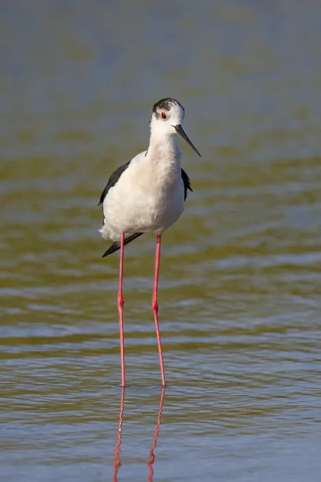 Framed Print : Black-winged Stilt (Himantopus himantopus)