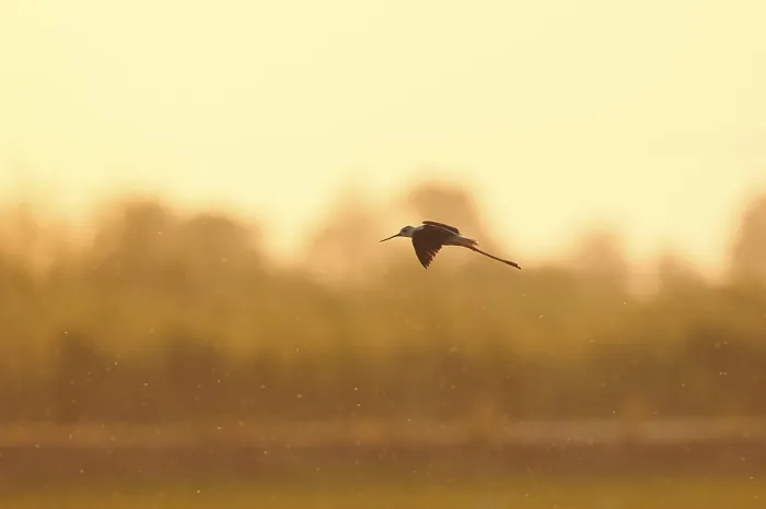 Framed Print : Black-winged stilt (Himantopus himantopus)