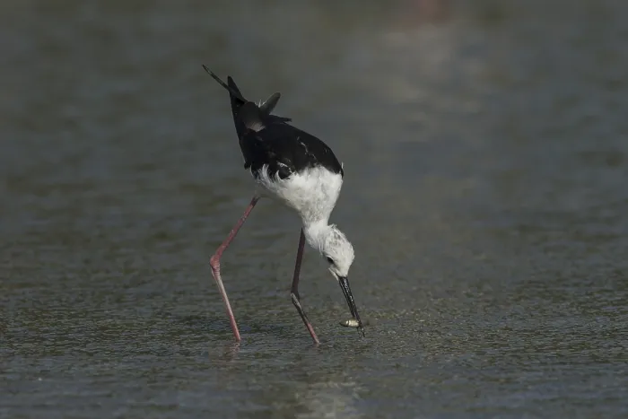 Framed Print : Black-winged Stilt (Himantopus himantopus)