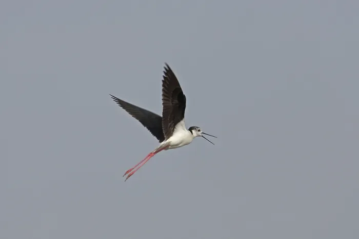Framed Print : Black-winged Stilt (Himantopus himantopus)
