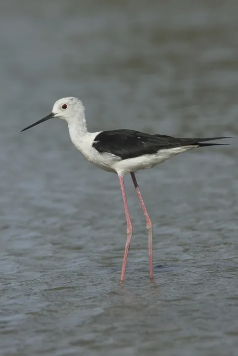 Framed Print : Black-winged Stilt (Himantopus himantopus)