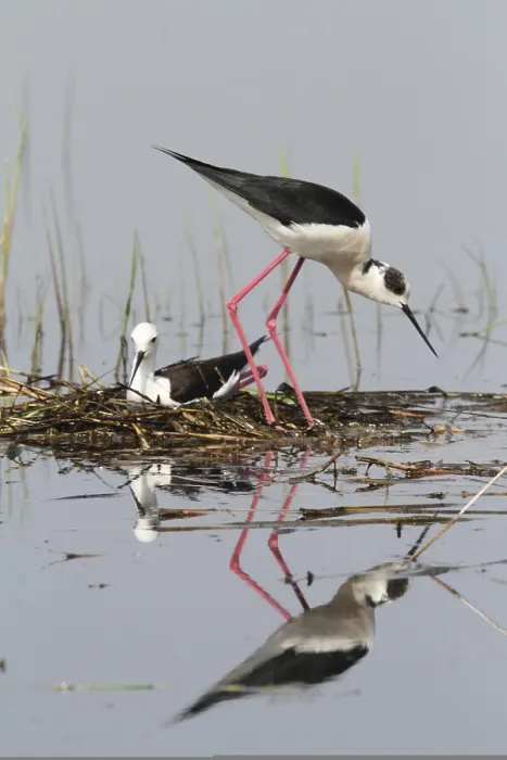 Framed Print : Black-winged Stilt (Himantopus himantopus) Framed Print : Black-winged Stilt (Himantopus himantopus)
