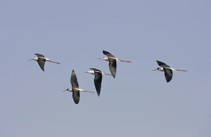 Framed Print : Black-winged Stilt (Himantopus himantopus)