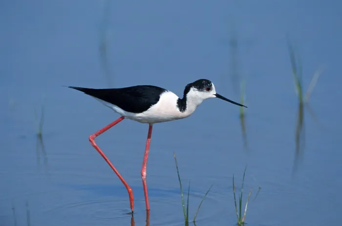 Framed Print : Black-winged Stilt (Himantopus himantopus) Framed Print : Black-winged Stilt (Himantopus himantopus)