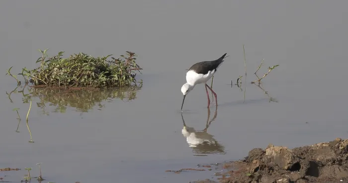 Framed Print : Black-Winged Stilt (himantopus himantopus)