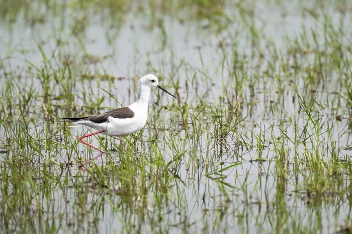 Framed Print : Black-winged Stilt (Himantopus himantopus)