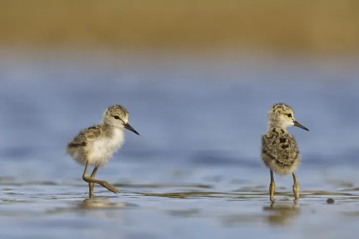 Framed Print : Black-winged Stilt (Himantopus himantopus) chicks foraging