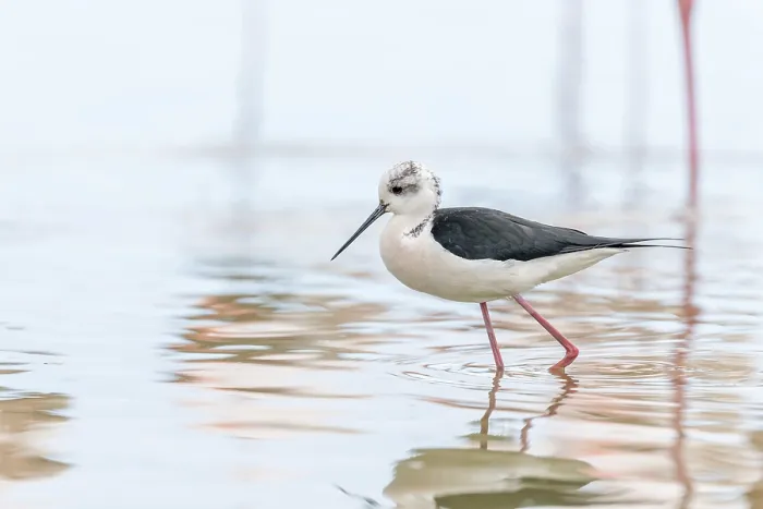 Framed Print : Black-winged stilt (Himantopus himantopus) feeding in a marsh Framed Print : Black-winged stilt (Himantopus himantopus) feeding in a marsh
