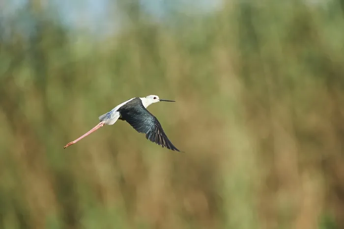Framed Print : Black-winged stilt (Himantopus himantopus) flying above a rice field