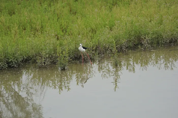 Framed Print : Black-winged Stilt, Himantopus himantopus, italy