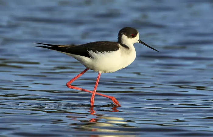 Framed Print : Black-winged Stilt (Himantopus himantopus) male foraging