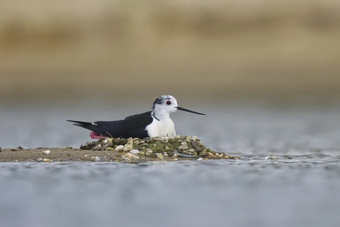 Framed Print : Black-winged Stilt (Himantopus himantopus) male on nest