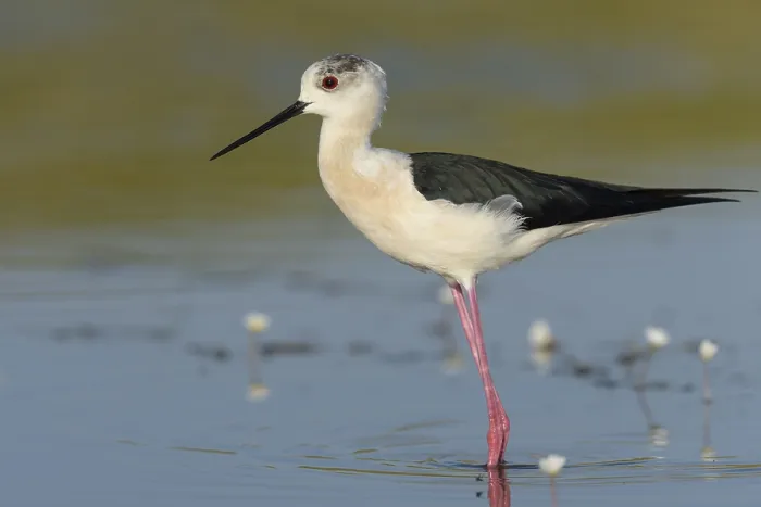 Framed Print : Black-winged Stilt (Himantopus himantopus) standing in shallow water