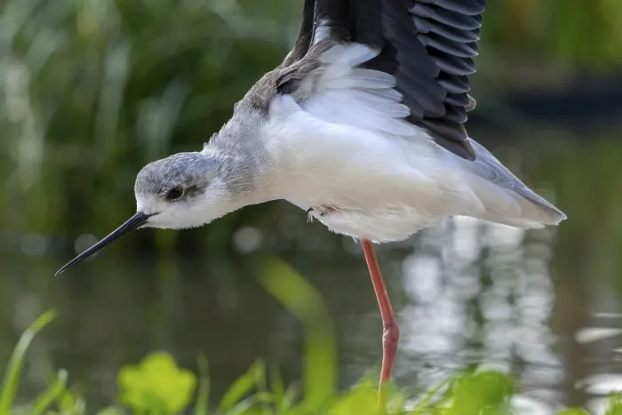 Framed Print : Black-winged stilt (Himantopus himantopus) stretching wings in shallow water of pond at marshland