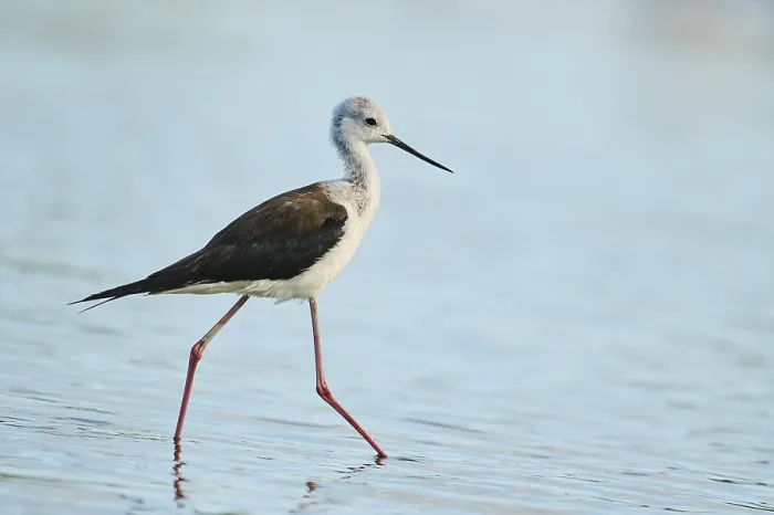 Framed Print : Black-winged stilt (Himantopus himantopus) walking in the water Framed Print : Black-winged stilt (Himantopus himantopus) walking in the water