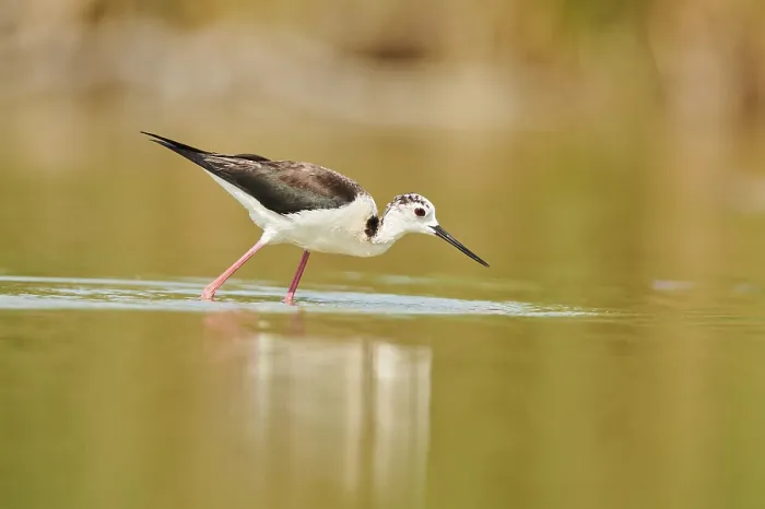 Framed Print : Black-winged stilt (Himantopus himantopus) walking in the water