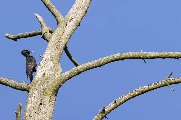 Framed Print : Black woodpecker (Dryocopus martius)