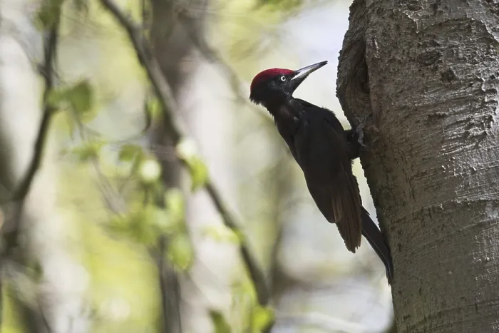 Framed Print : Black woodpecker (Dryocopus martius)