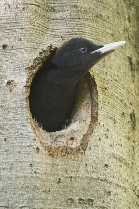 Framed Print : Black woodpecker (Dryocopus martius)