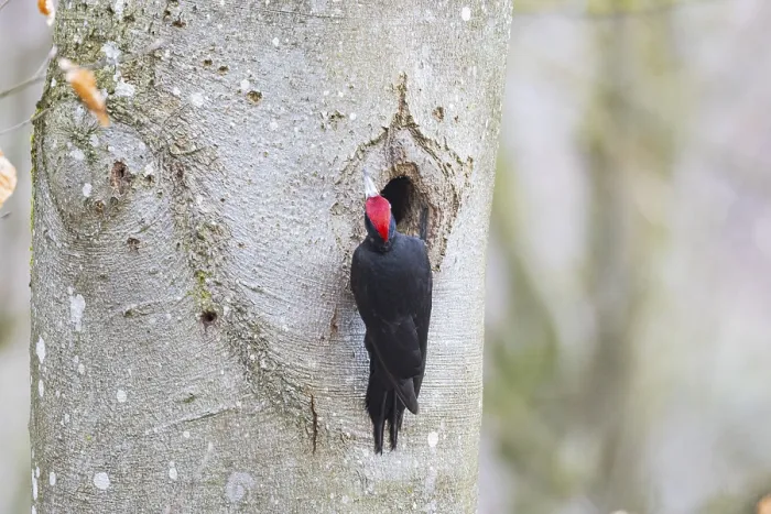Framed Print : Black woodpecker (Dryocopus martius) ml Germany Framed Print : Black woodpecker (Dryocopus martius) ml Germany
