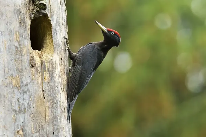 Framed Print : Black Woodpecker (Dryocopus martius) at the nest hole Framed Print : Black Woodpecker (Dryocopus martius) at the nest hole